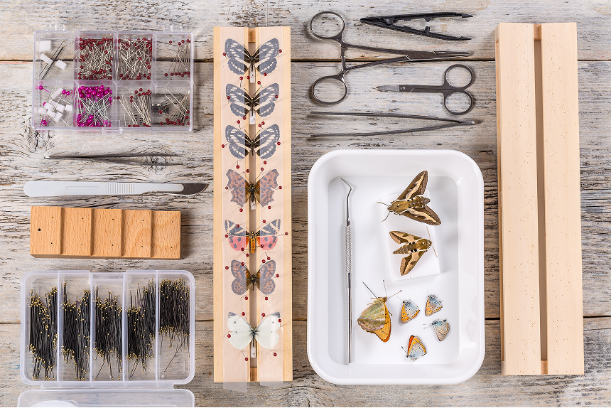 Curso de Extensão em Zoologia De Invertebrados: Aprofundamento Teórico e Prático