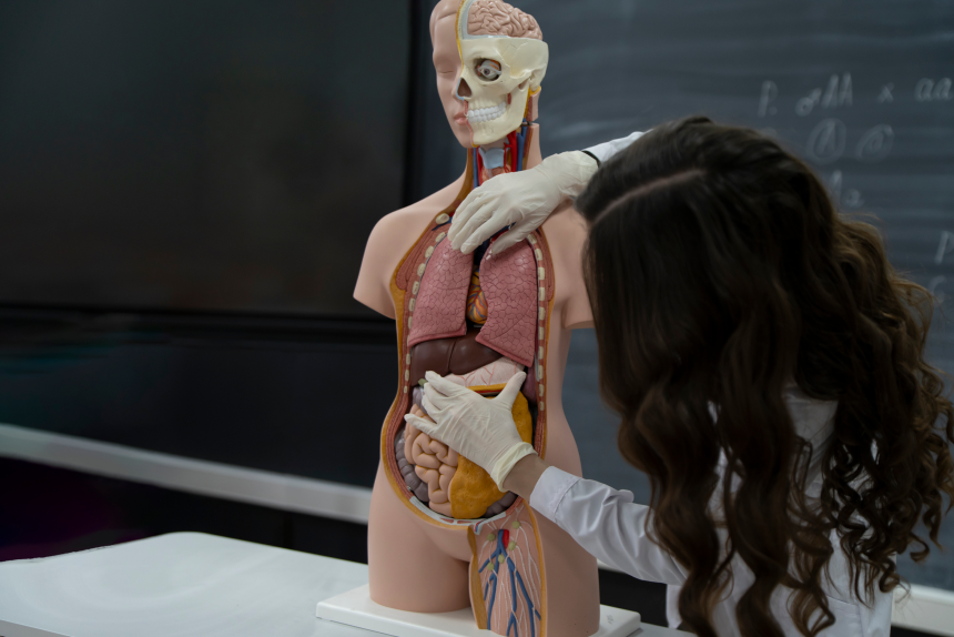 Curso de Extensão em Anatomia E Fisiologia Animal: Aprofundamento Teórico e Prático