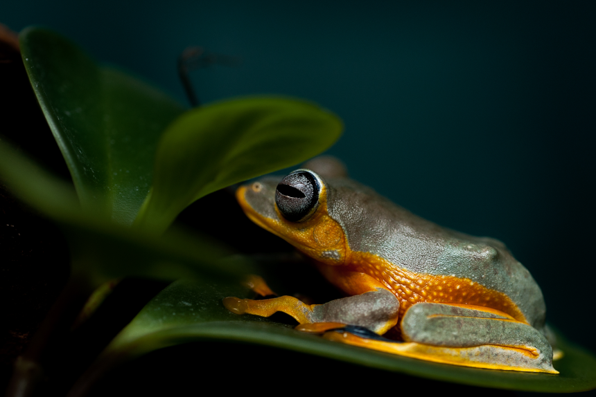 Curso de Extensão em Evolucao E Diversidade Biologica: Aprofundamento Teórico e Prático